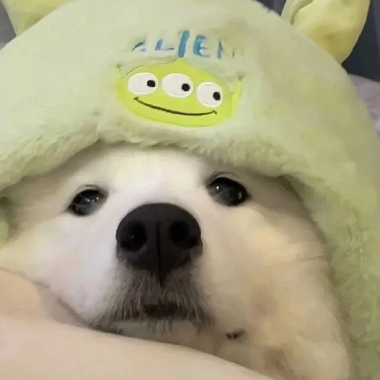 鱼鱼是崽崽